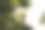 梦想的概念。阳光下模糊的蒲公英背景图片下载