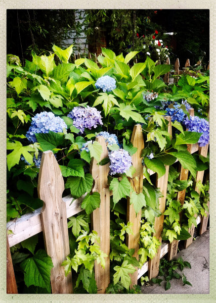 老篱笆上盛开的绣球花图片下载