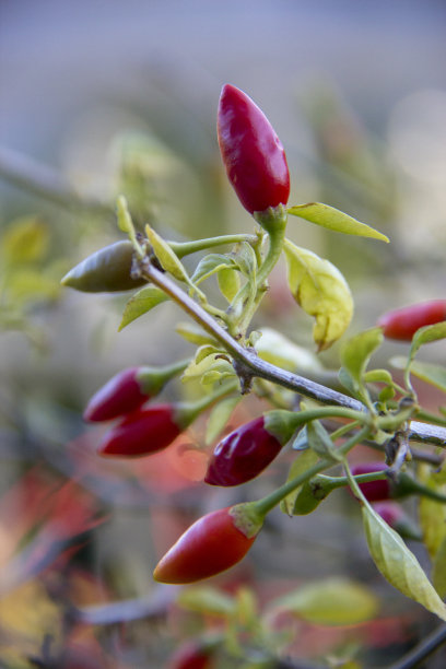 红色辣椒植物特写图片下载