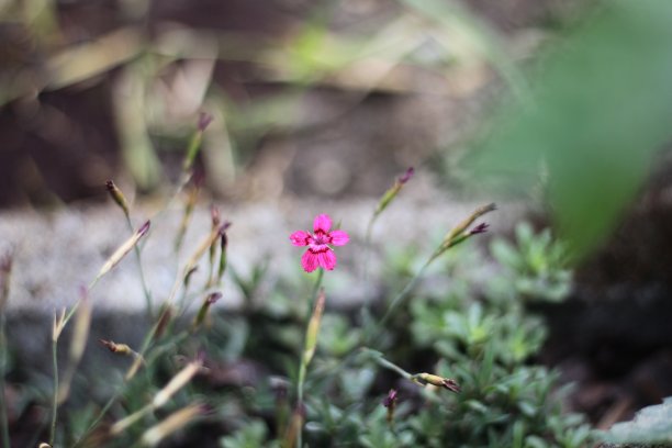 孤独的粉红色的花图片下载
