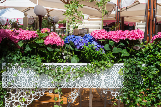 绣球花在花边金属壶图片下载