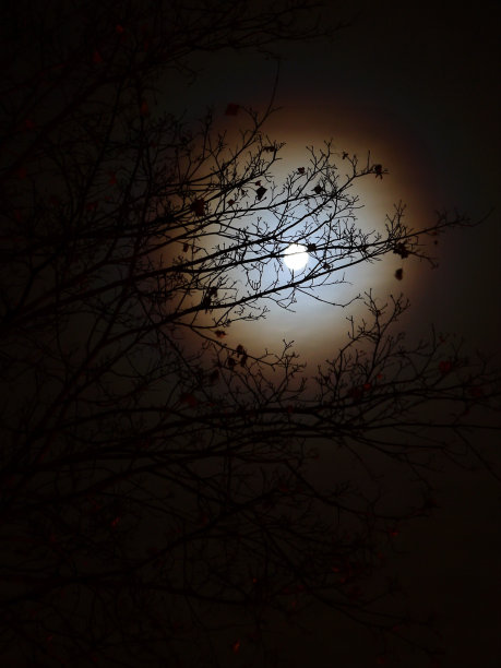 在树枝后面挂着光环的月亮图片下载