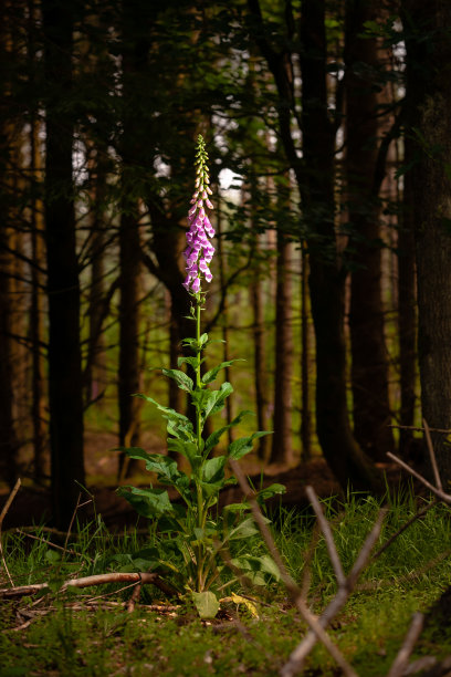 阳光下黑暗森林里美丽的单毛地黄图片下载