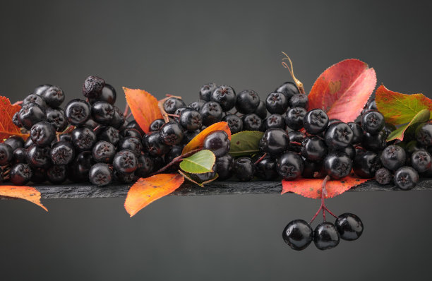 带有秋叶的黑 chokeberry图片下载