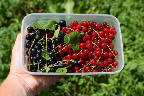 新鲜采摘的水果装在塑料容器里图片下载