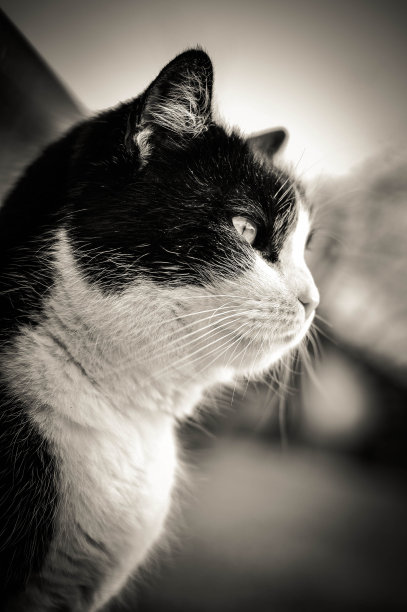 漂亮的猫图片下载