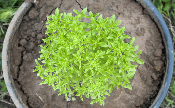 希腊罗勒(最小的罗勒)俯视图图片下载