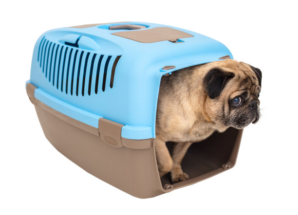 哈巴狗在搬运图片下载