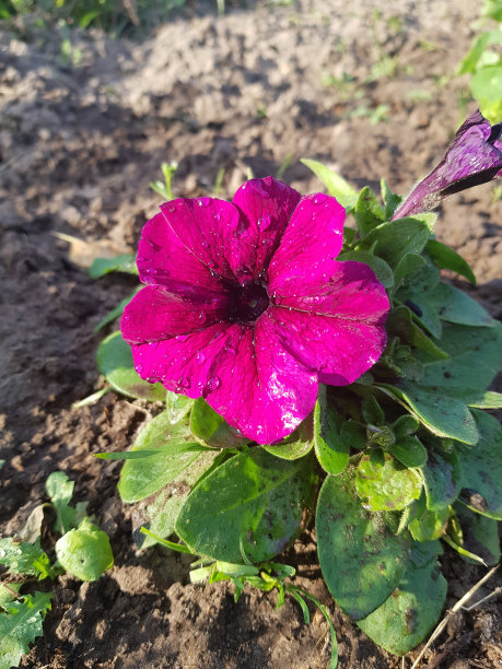 雨后的花图片下载