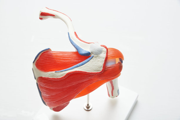 诊所人体肩模图片下载