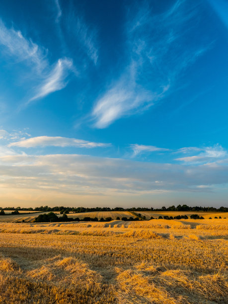 傍晚的日落在收获的农田图片下载