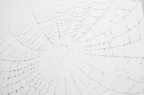 雨后蛛网上的露珠图片下载