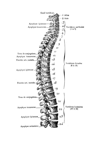 脊柱图片下载