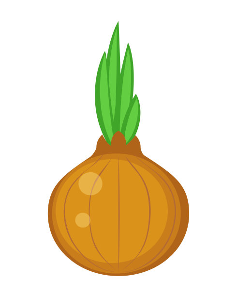 彩色洋葱矢量插图孤立在白色的背景图片下载