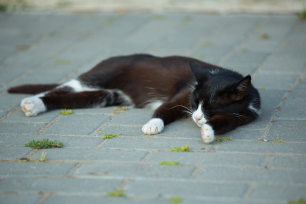 一只无家可归的黑猫躺在城市的街道上。图片下载