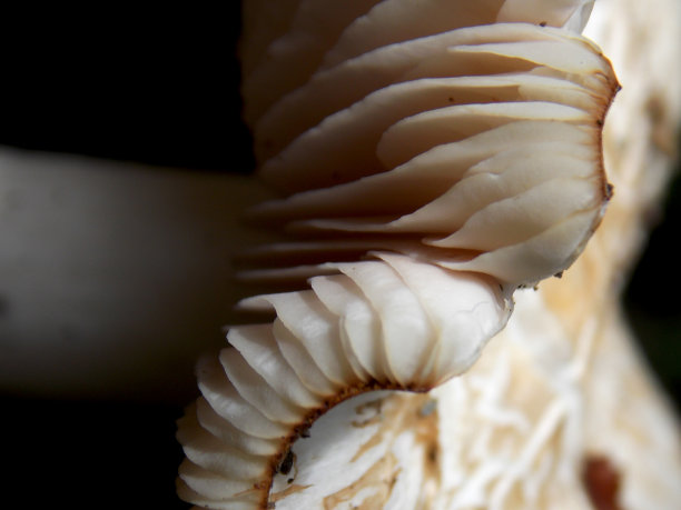 白蘑菇图片下载