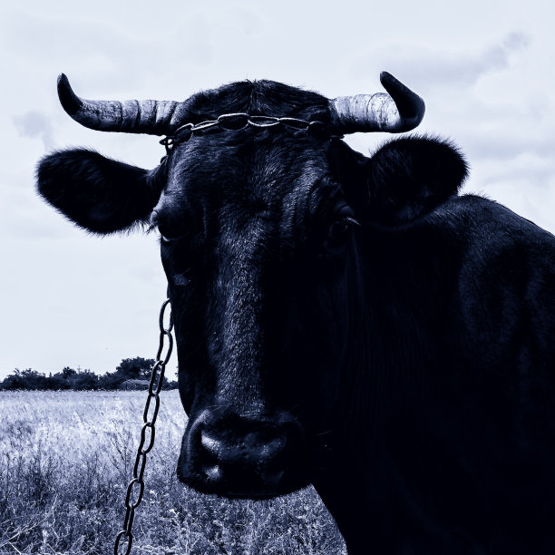 牛在田里吃草图片下载