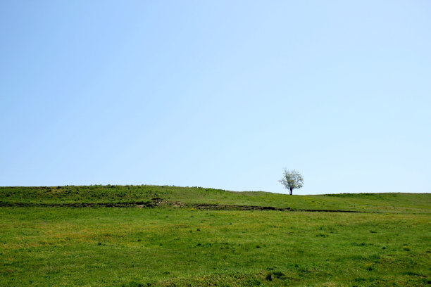 树在山上图片下载