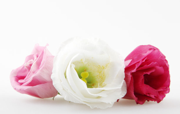 玫瑰近距离，孤立在白色的背景图片下载