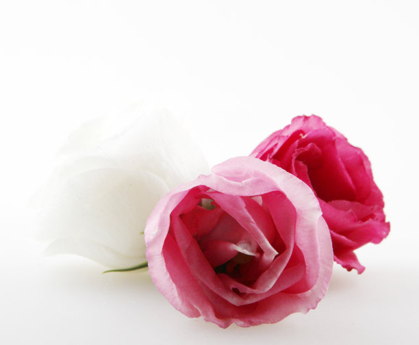 玫瑰近距离，孤立在白色的背景图片下载