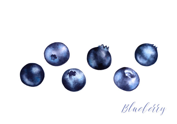 手绘插图蓝莓孤立在白色的背景。图片下载