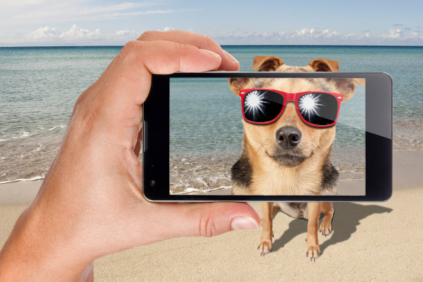 狗太阳镜坐在海滩摆姿势拍照手机图片下载