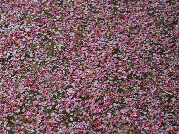 粉红色的水果花叶子飘落的图案图片下载