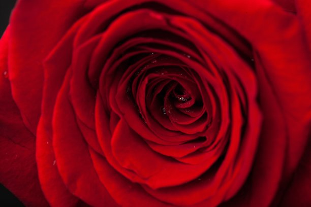 玫瑰。图片下载