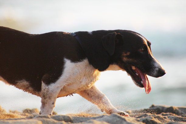 海滩上的腊肠狗伸出舌头图片下载