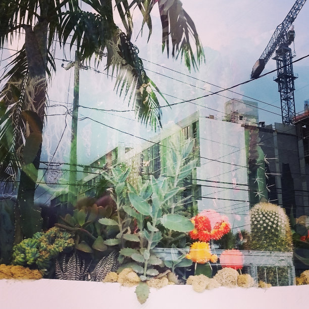 多肉植物在零售窗口显示反映建筑在建Wynwood迈阿密图片下载