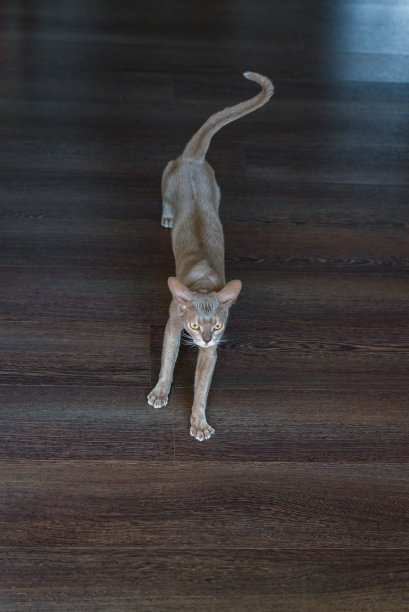一只阿比西尼亚猫以木地板为背景图片下载