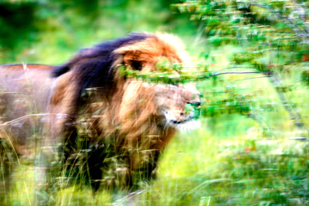 野生非洲狮狩猎-模糊的运动图片下载