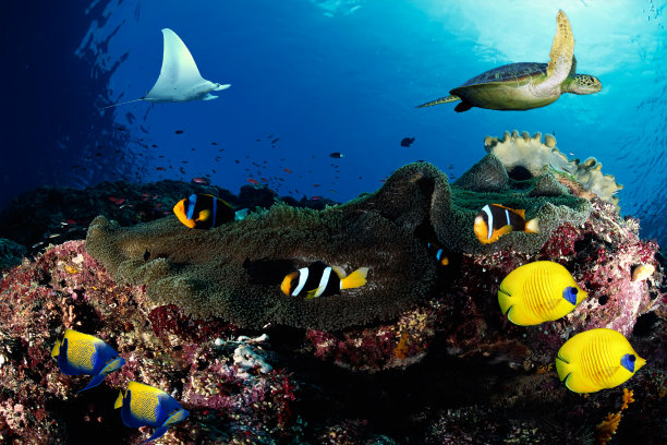 有生物的水下场景图片下载