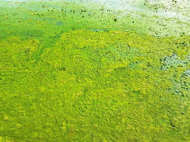 浑水表面的厚绿色浮游生物的全帧背景图片下载