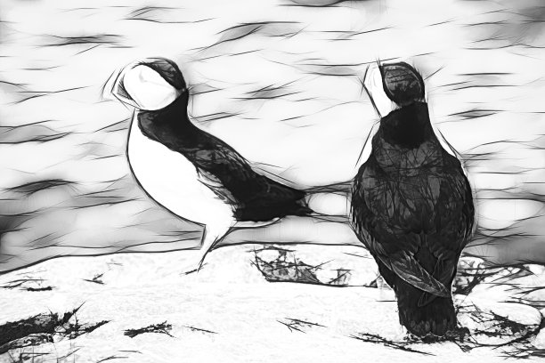 悬崖上的大西洋海雀图片下载