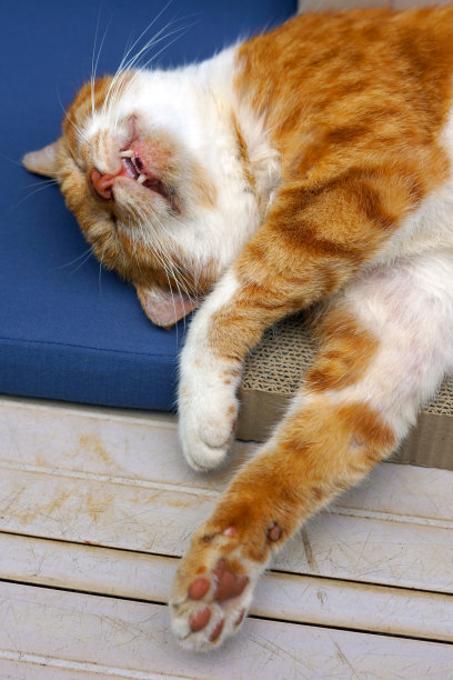 棕色白猫睡觉图片下载