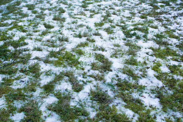 白雪覆盖的草图片下载