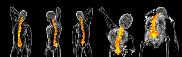 椎骨的3d渲染图片下载