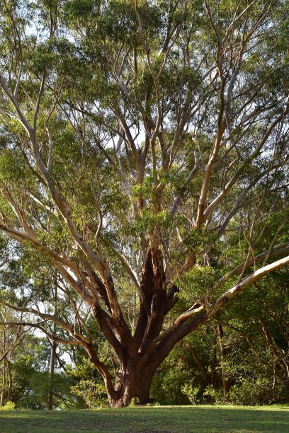 巨大的桉树图片下载