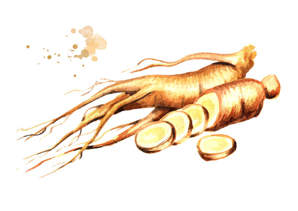 有机新鲜人参根。水彩手绘插图孤立的白色背景图片下载