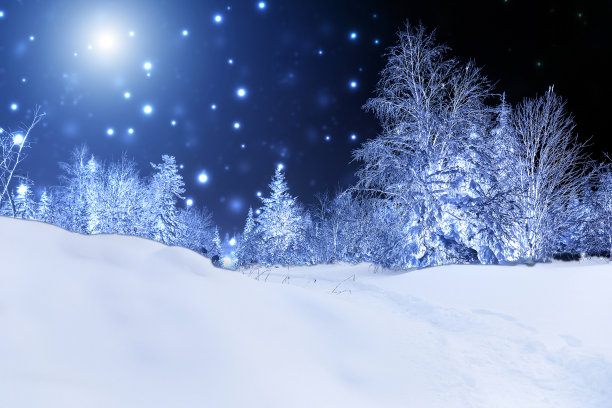 皎洁的月光照亮了神秘的夜林图片下载