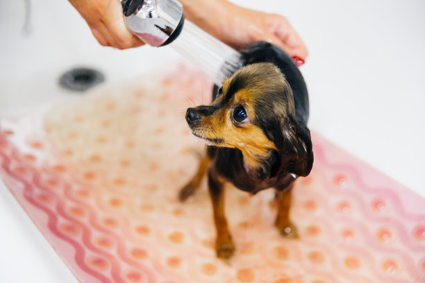 梳理狗图片下载