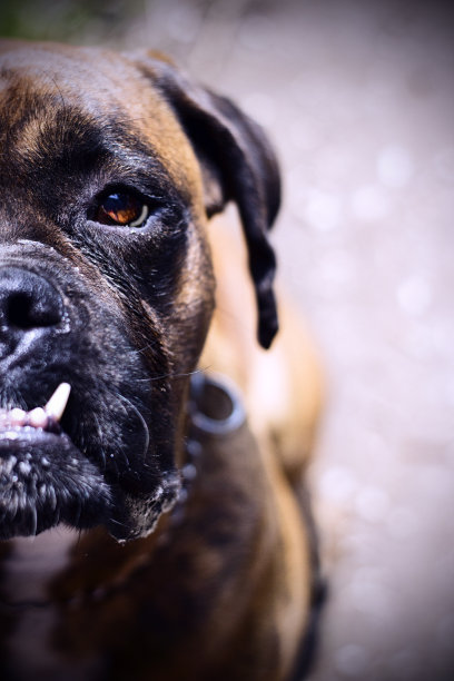 拳师狗肖像图片下载