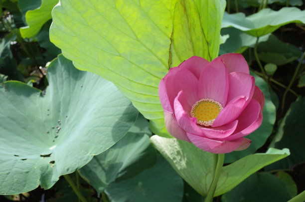 荷花-淡粉色图片下载