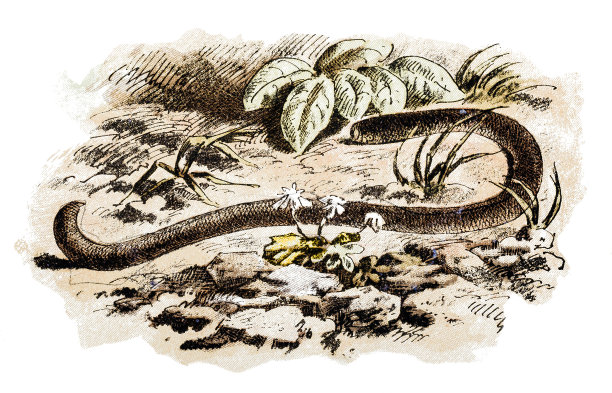 它是无脊椎动物的一门，也被称为带虫或长鼻虫图片下载