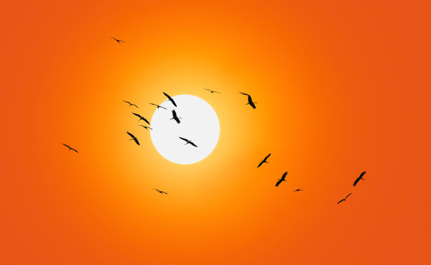 大雁在红彤彤的天空前飞翔图片下载