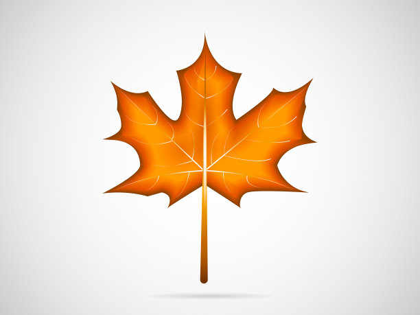 一片橙色的枫叶孤立在白色的背景上。素材图片