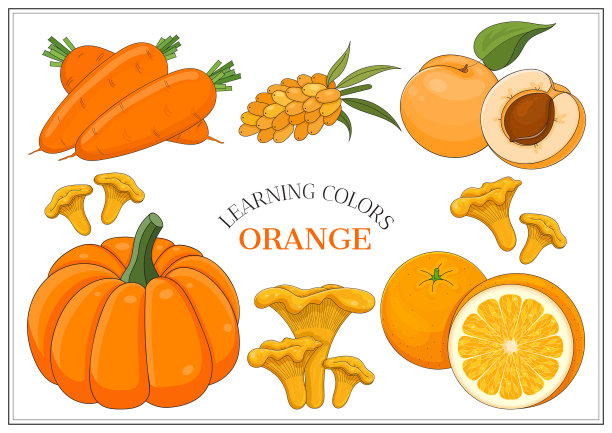 橙色蔬菜套装:胡萝卜、沙棘、杏、南瓜、鸡油菌、橙色。矢量插图。图片下载
