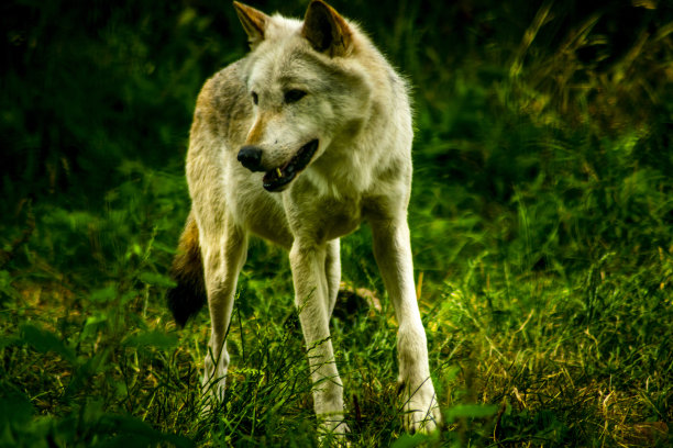 野狼，救狼图片下载