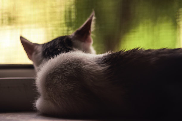 小猫咪在夏天把头靠在窗户上的特写图片下载